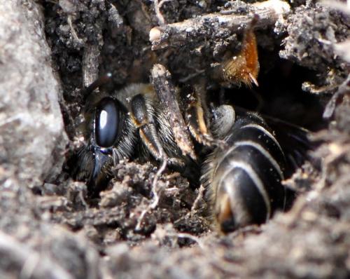 Andrena sp.